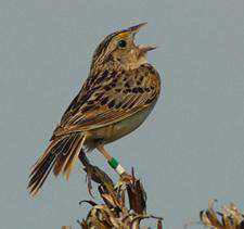 Grasshopper sparrow
