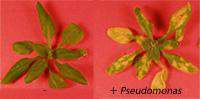 Arabidopsis infected with Pseudomonas