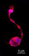 An olfactory sensory neuron expressing TRM5
