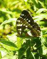 Limenitis