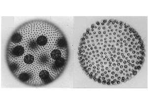 Wild type (left) and gls mutant (right) Volvox carteri adults
