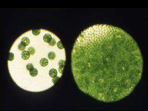 regA mutant before (left) and after (right) somatic cell regeneration