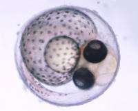Developing embryo of Etheostoma zonale