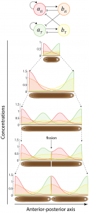 Figure showing gene regulatory mechanism controlling the body patterning in planarian worms.