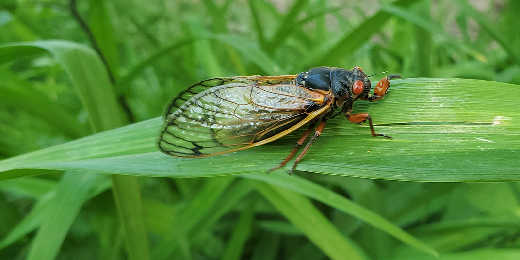 Will 17-year Cicadas Be a Buffet or Big Disturbance for Birds?