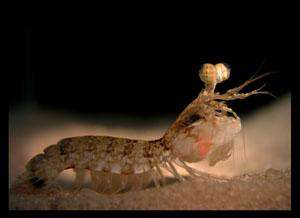 The mantis shrimp, Odontodactylus latirostris