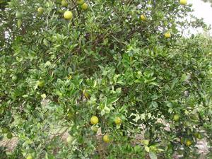 A citrus tree afflicted with the citrus greening disease