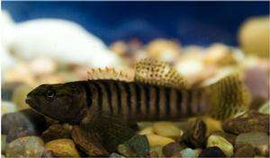 Etheostoma flabellare, breeding male. Photo: Brian O'Doherty