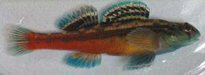 Etheostoma zonistium, breeding male. Photo: Michael Martin.