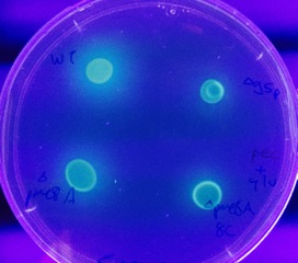 Four bacterial cultures in petri dish. 