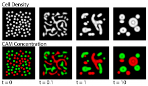 Computational simulations of cell sorting behaviors due to differential cell adhesion