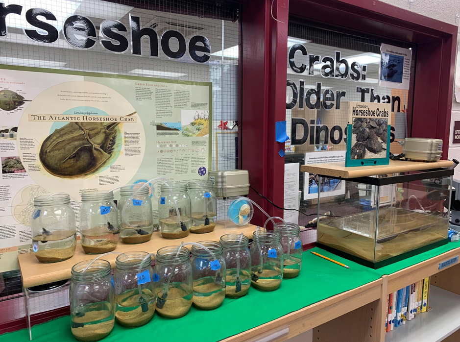 Alumna introduces horseshoe crabs to K-12 classrooms to raise these scientifically useful arthropods